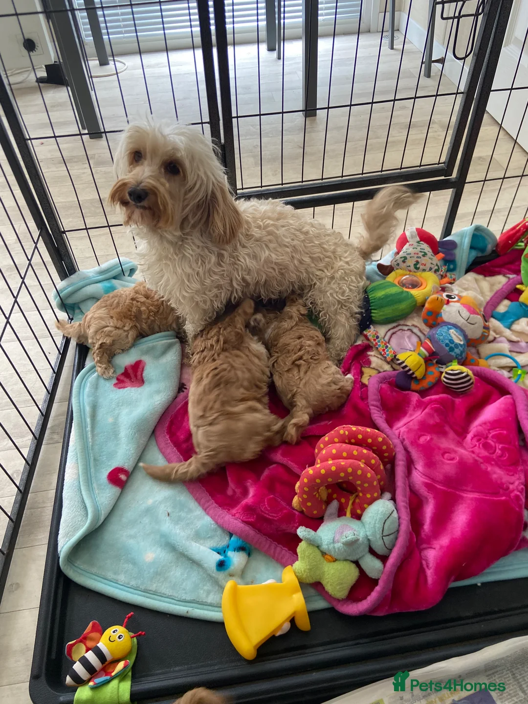 Maltipoo dogs for sale: Beautiful happy health tested,Maltipoo fur babies  - Advert 40