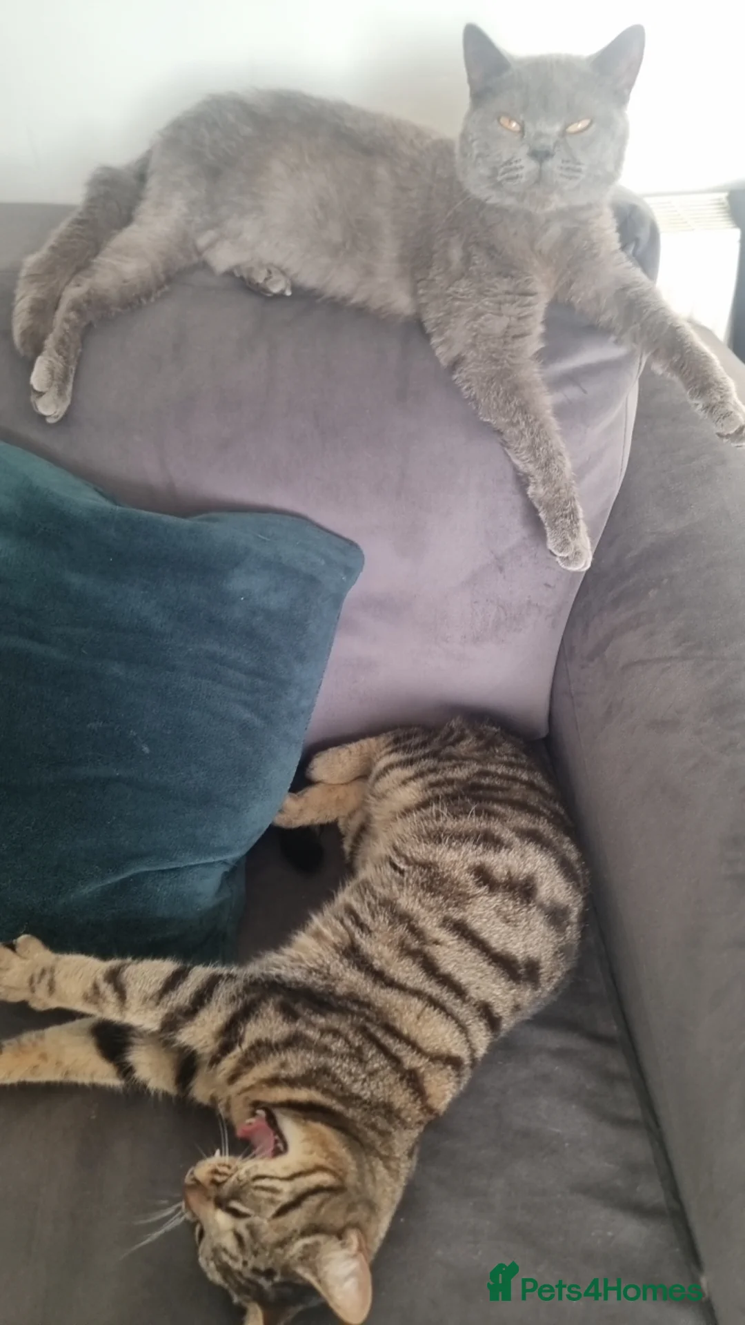 Domestic Shorthair cats for sale: Female cat  - Advert 2