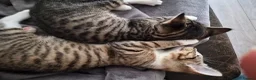 British Shorthair cats for sale: Tabbies kittens  in Newmarket - Advert 3