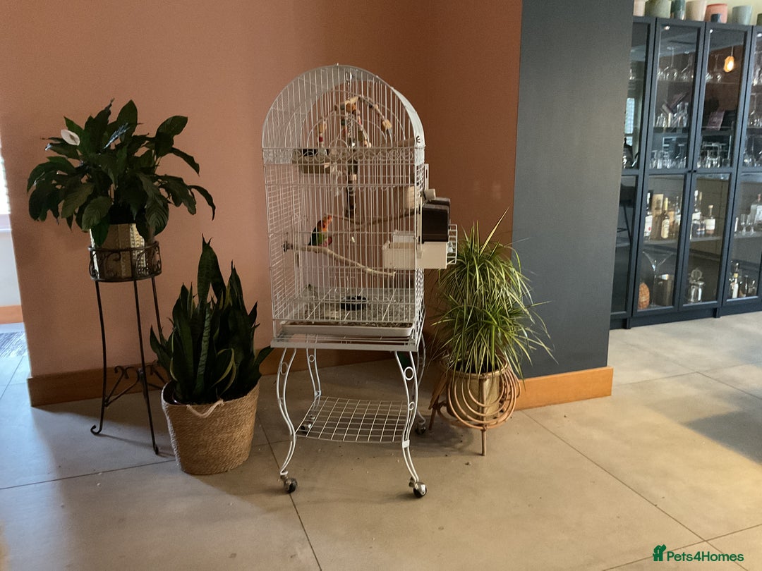 Lovebirds birds for sale: Love birds  - Advert 9