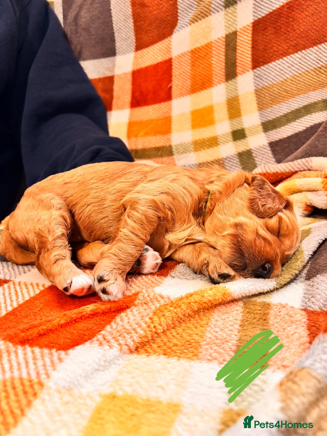 Mini Goldendoodle dogs for sale: ✨Stunning Red/Bronze Golden Doodle Pups ✨ - Advert 5