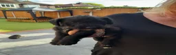 Patterdale Terrier dogs for sale: Pattadale terrier pups in Liverpool - Advert 21