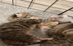 Mixed Breed cats for sale: 2 Tabby & 1 Black Female, 1 Black/White Male - Image 6