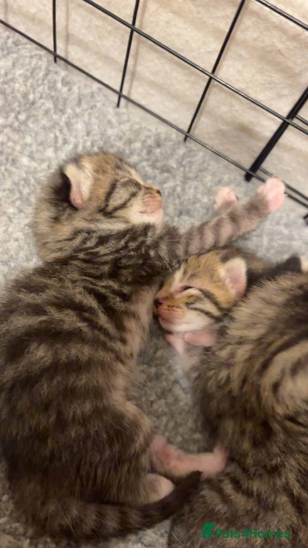Mixed Breed cats for sale: 2 Tabby & 1 Black Female, 1 Black/White Male - Image 6