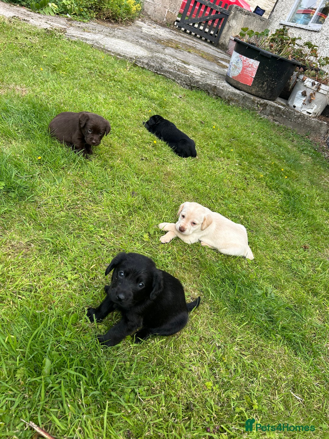 Springador dogs for sale: Springador Puppies - Image 7