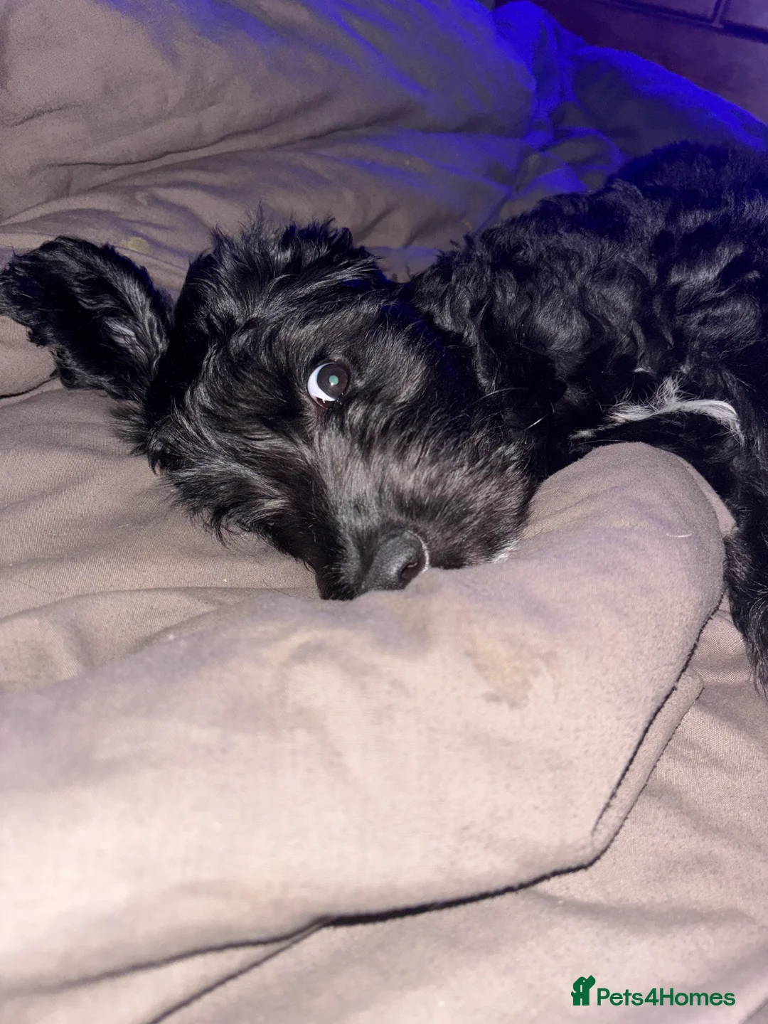 Labradoodle dogs for sale: 10 month old male labradoodle - Advert 6