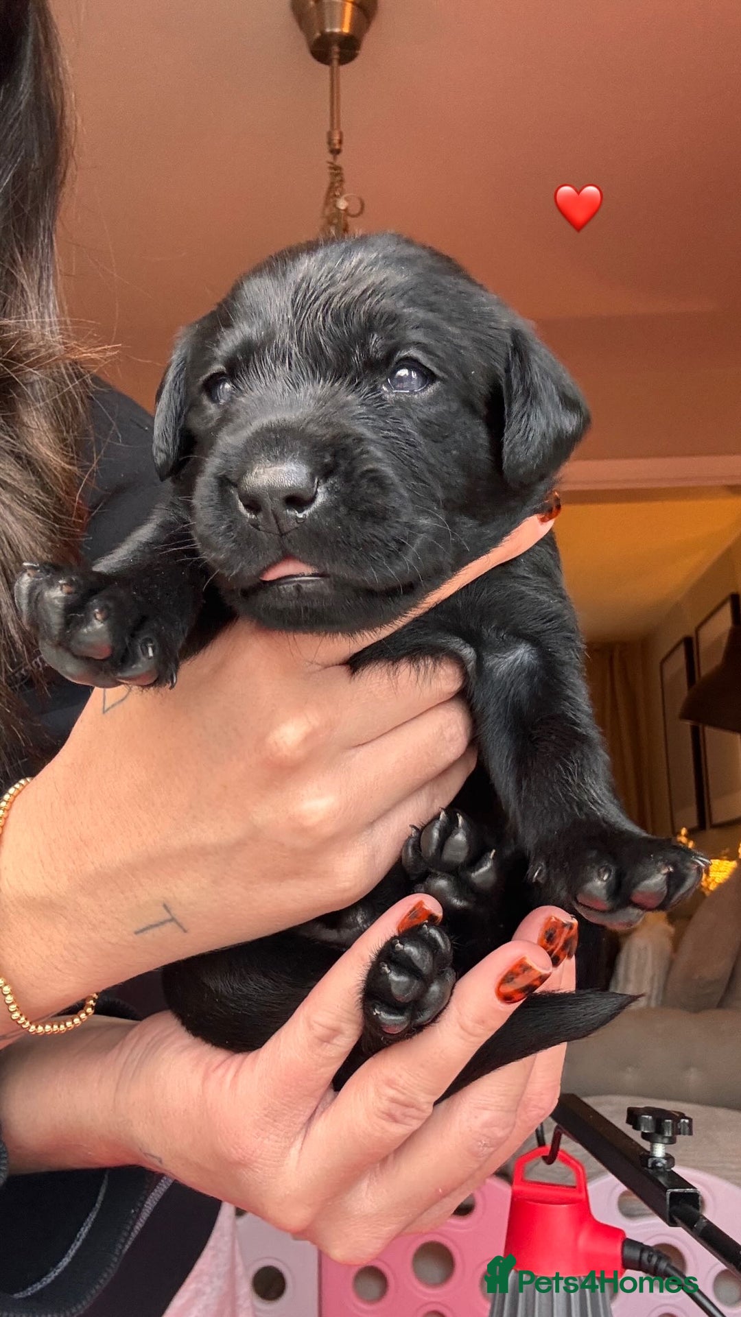 Labrador Retriever dogs for sale: Beautiful KC Labs / DRAKESHEAD - 1 BOY LEFT! - Advert 19