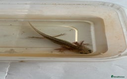 Axolotl reptiles for sale: Juvenile axolotls - Image 3