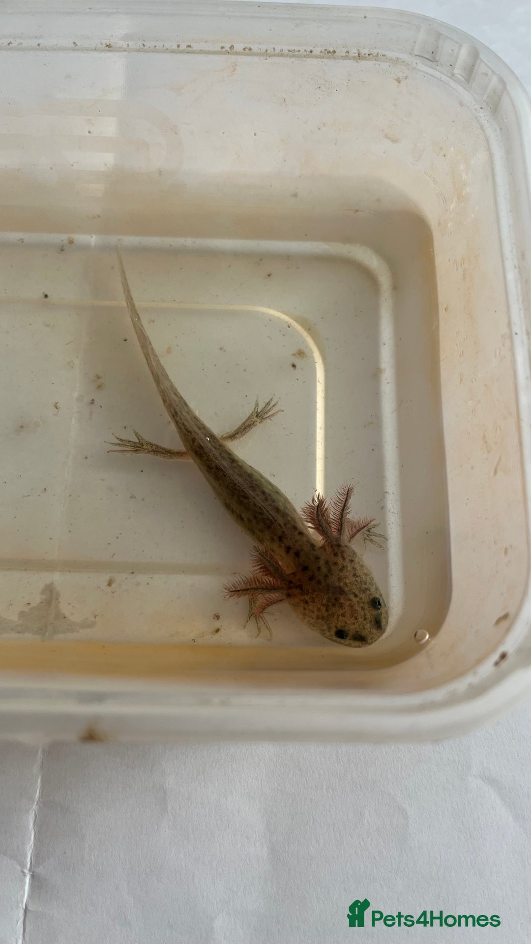Axolotl reptiles for sale: Juvenile axolotls - Image 3