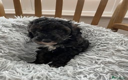 Toy Poodle dogs for sale: Toy Poodle Puppies  - Image 19