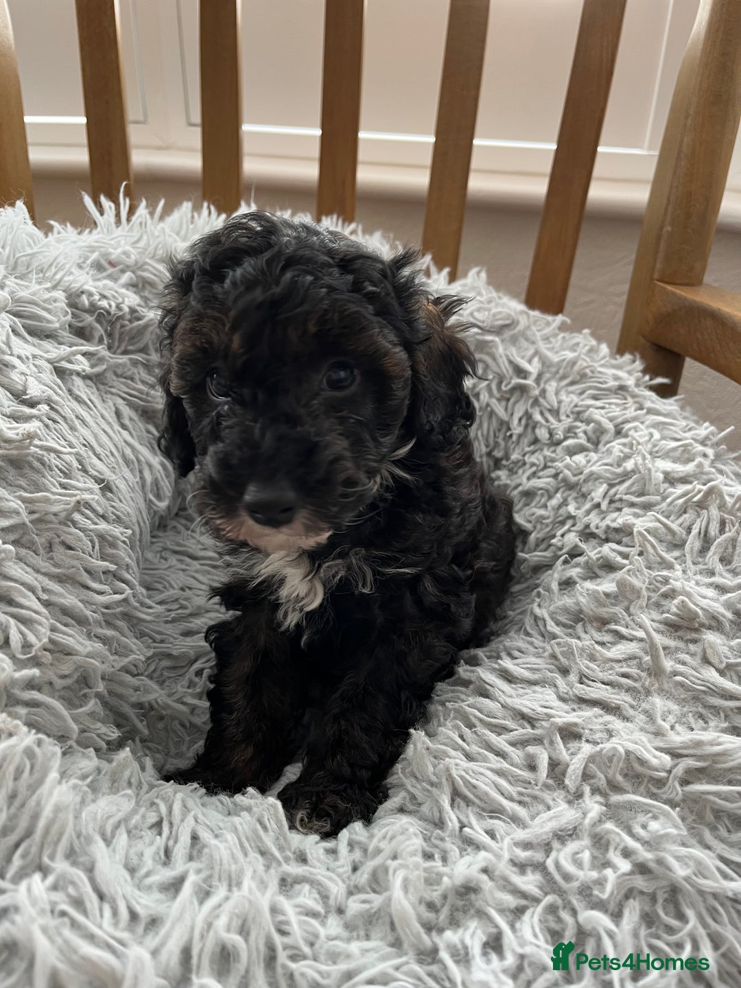 Toy Poodle dogs for sale: Toy Poodle Puppies  - Image 19