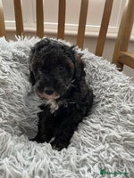Toy Poodle dogs - Advert 9