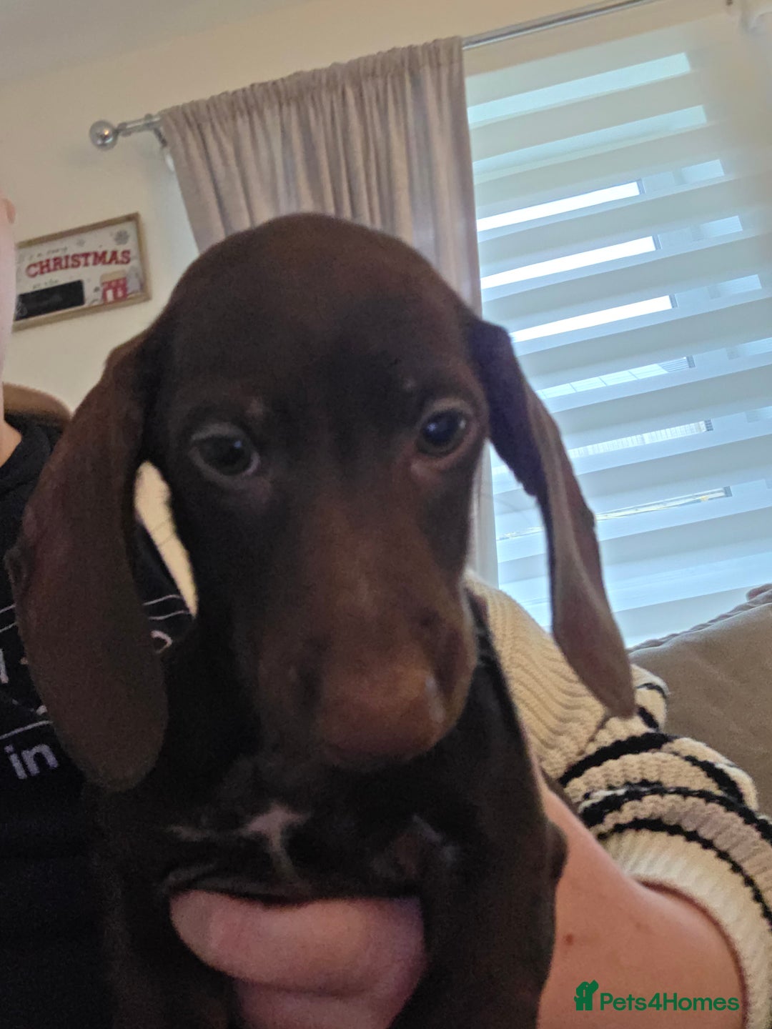 Dachshund dogs for sale: Dachshund puppies - Advert 5