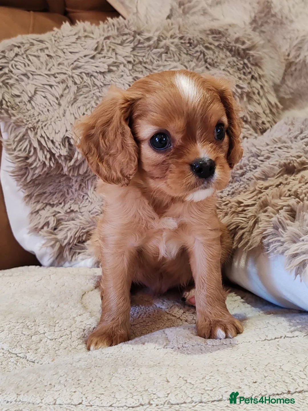 Cavalier King Charles Spaniel dogs for sale: KC Reg Boys Available from Doppler Tested Parents  in Southampton - Advert 8