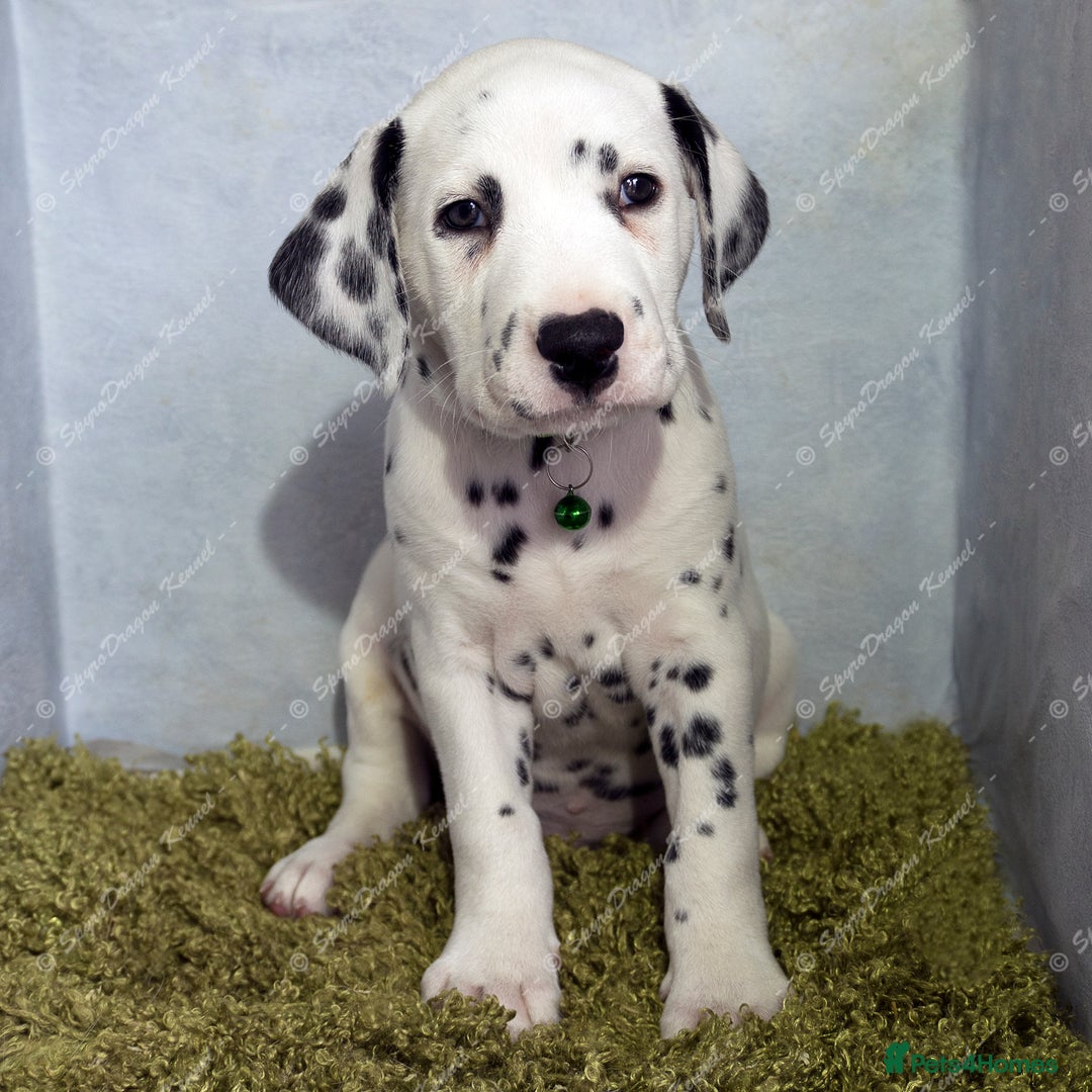 Dalmatian dogs for sale: Show Line LUA KC Dalmatian Puppies - Licensed - Advert 22