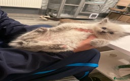 Ragdoll cats for sale: Ragdoll kitten  - Image 1