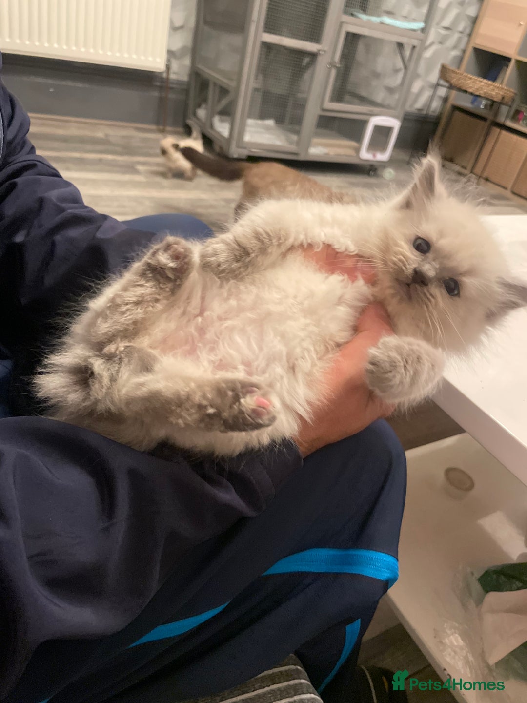 Ragdoll cats for sale: Ragdoll kitten  - Image 1