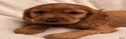 Cocker Spaniel dogs for sale: Red Show Type Cocker Spaniel puppies  - Advert 16