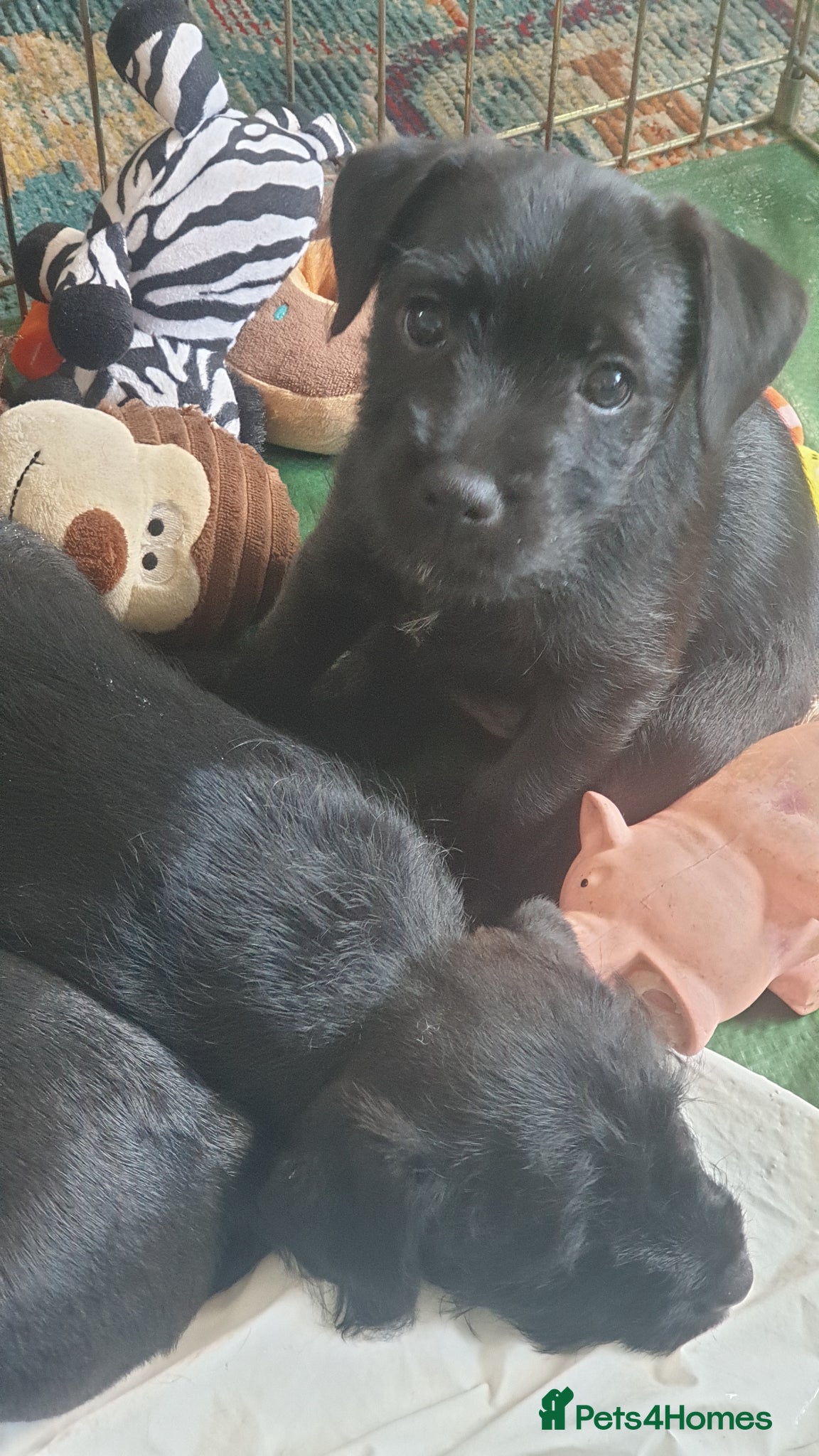 Mixed Breed dogs for sale: Patterdale terriers for sale - Advert 7