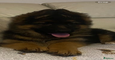 German Shepherd dogs - Advert 8