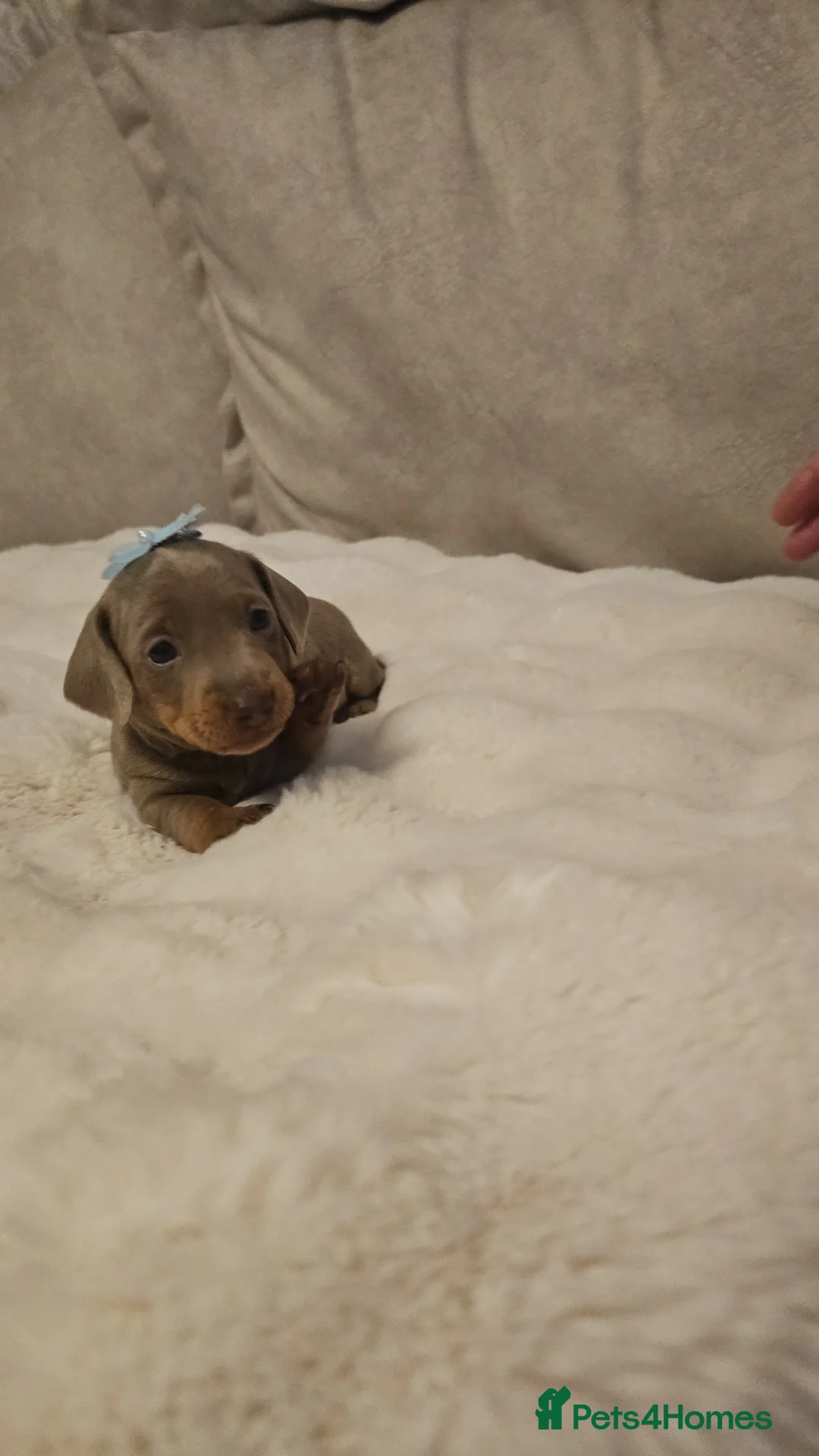 Miniature Dachshund dogs for sale: Miss b - Advert 7