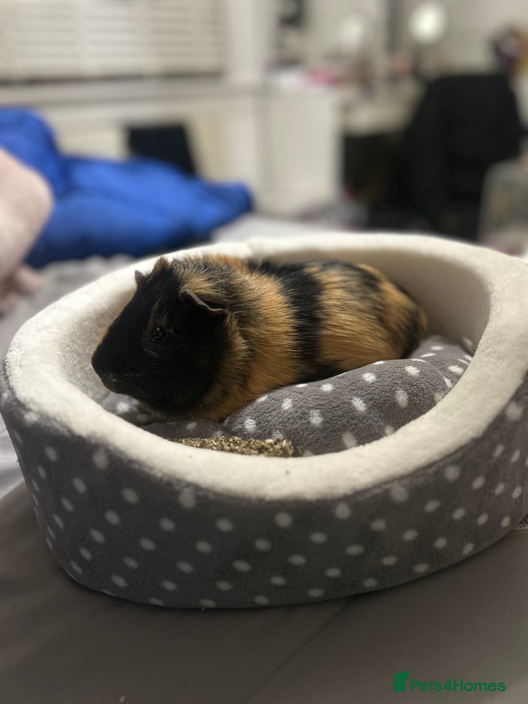 Guinea Pig rodents for sale: 2 Male Guinea Pigs for sale (can go separately) - Advert 4