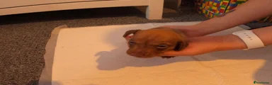 Miniature Dachshund Puppy 1