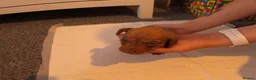 Miniature Dachshund dogs for sale: Beautiful miniature dachshund  in Swansea - Advert 7