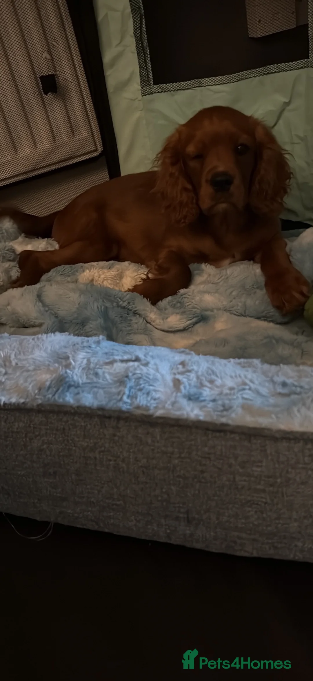 Cavalier King Charles Spaniel dogs for sale: Adorable puppies - Advert 2