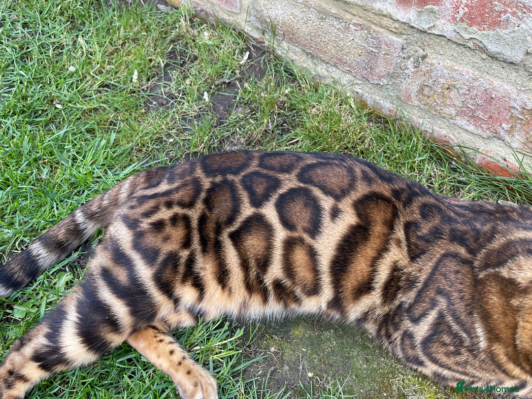 Bengal cats for stud: Bengal with Champion cert GCCF reg for stud duty - Image 2