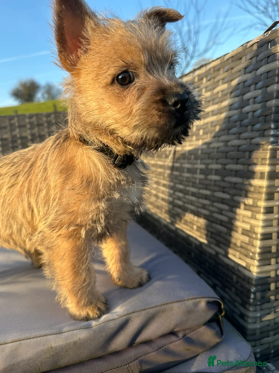 Cairn Terrier dogs for sale: Quality Beautiful KC Reg Cairn Terrier Puppies.  - Advert 19