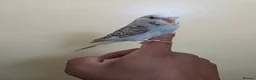 Budgerigars birds for sale: Hand tamed baby budgies for sale  - Advert 14