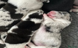 Welsh Corgi Cardigan dogs for sale: Show Quality KC Pedigree Corgi Cardigan Puppies  - Image 7