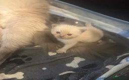Ragdoll cats for sale: ⭐️BEAUTIFUL PUREBREED BLUEPOINT RAGDOLL KITTENS ⭐️ - Image 37