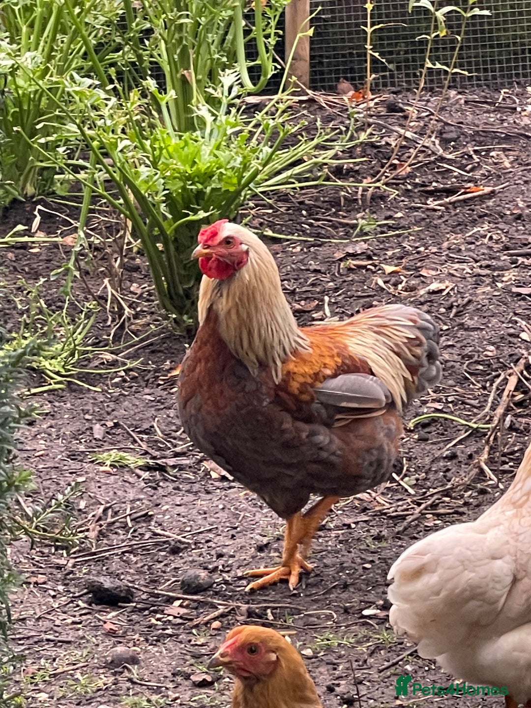 Chickens poultry for sale: BANTAM WYANDOTTE HENS & COCKERELS - Advert 19