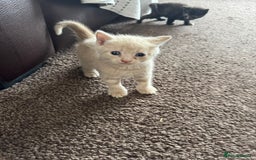 British Shorthair cats for sale: Mixed British shorthair  - Image 1