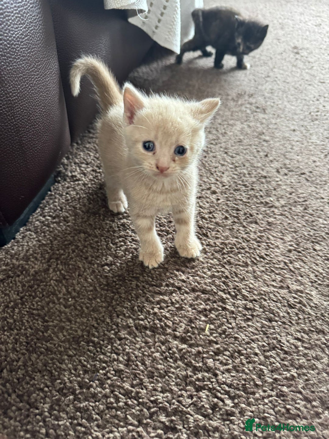 British Shorthair cats for sale: Mixed British shorthair  - Image 1