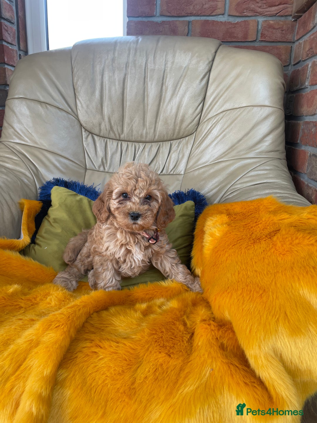 Cavachon dogs for sale: Boys and a girl available  - Image 3