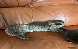 British Shorthair cats for sale: British shorthair kittens - Image 12