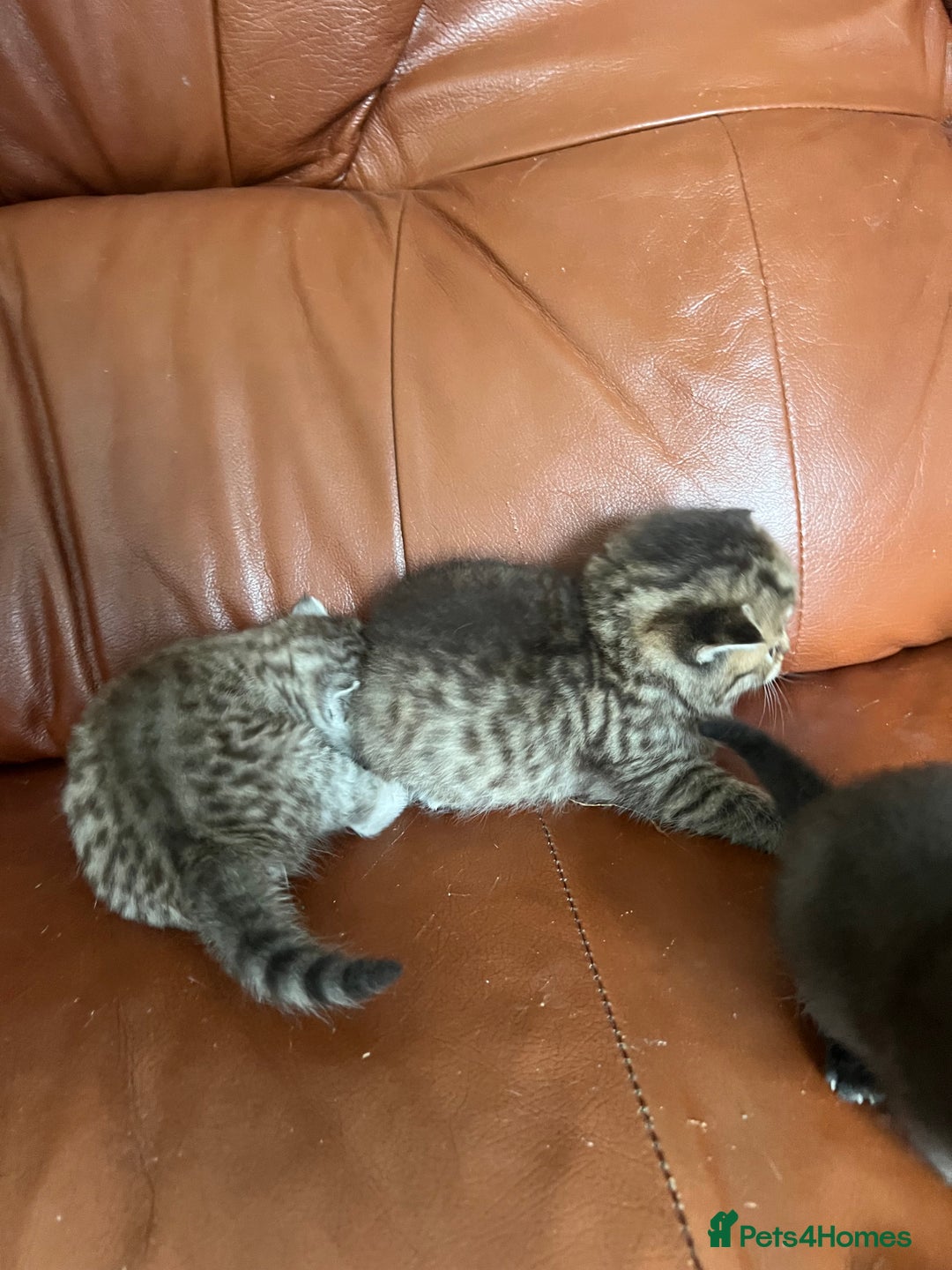 British Shorthair cats for sale: British shorthair kittens - Image 12