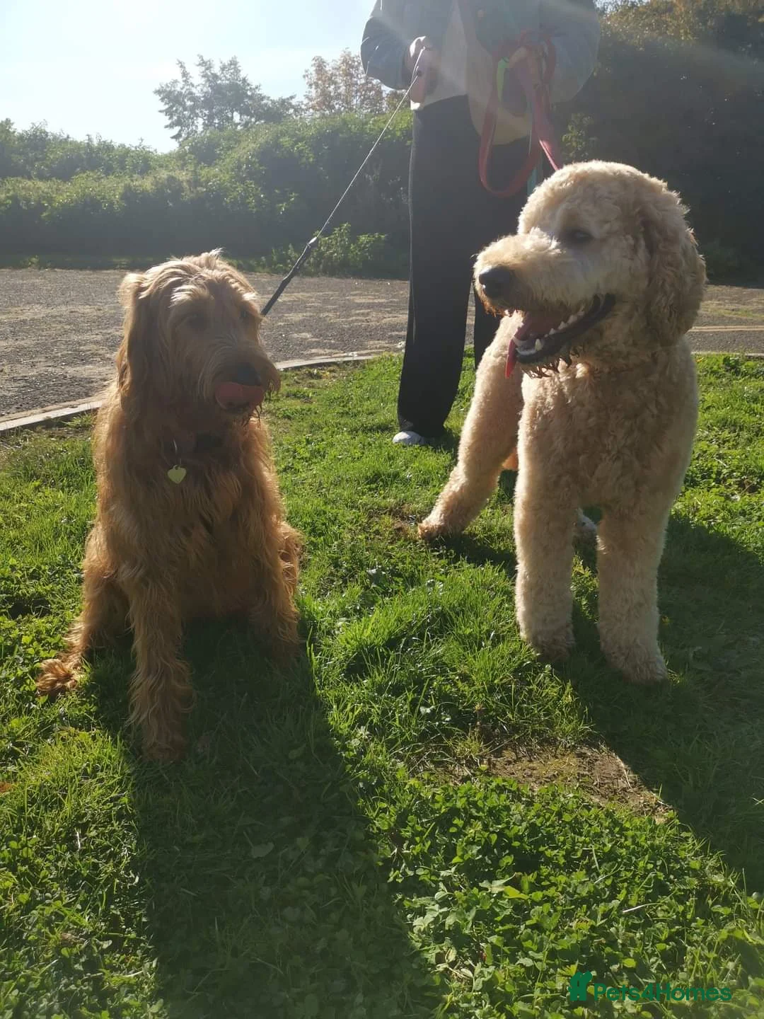 Labradoodle dogs for stud: Bailey the stud  in Glasgow - Advert 19