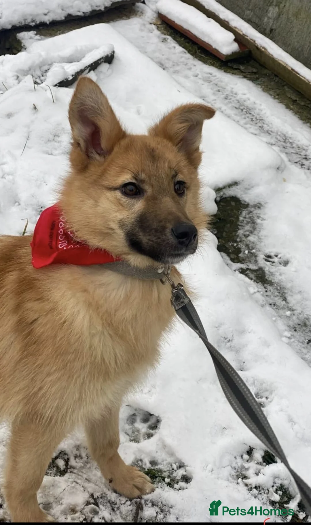 Mixed Breed dogs for adoption: ❤️REGINA❤️8 months old,joyful energy, gentle heart - Advert 1