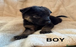 Mixed Breed dogs for sale: Slovakian shepherd x Rottie pups - Image 2