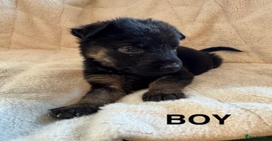 Mixed Breed dogs - Advert 6