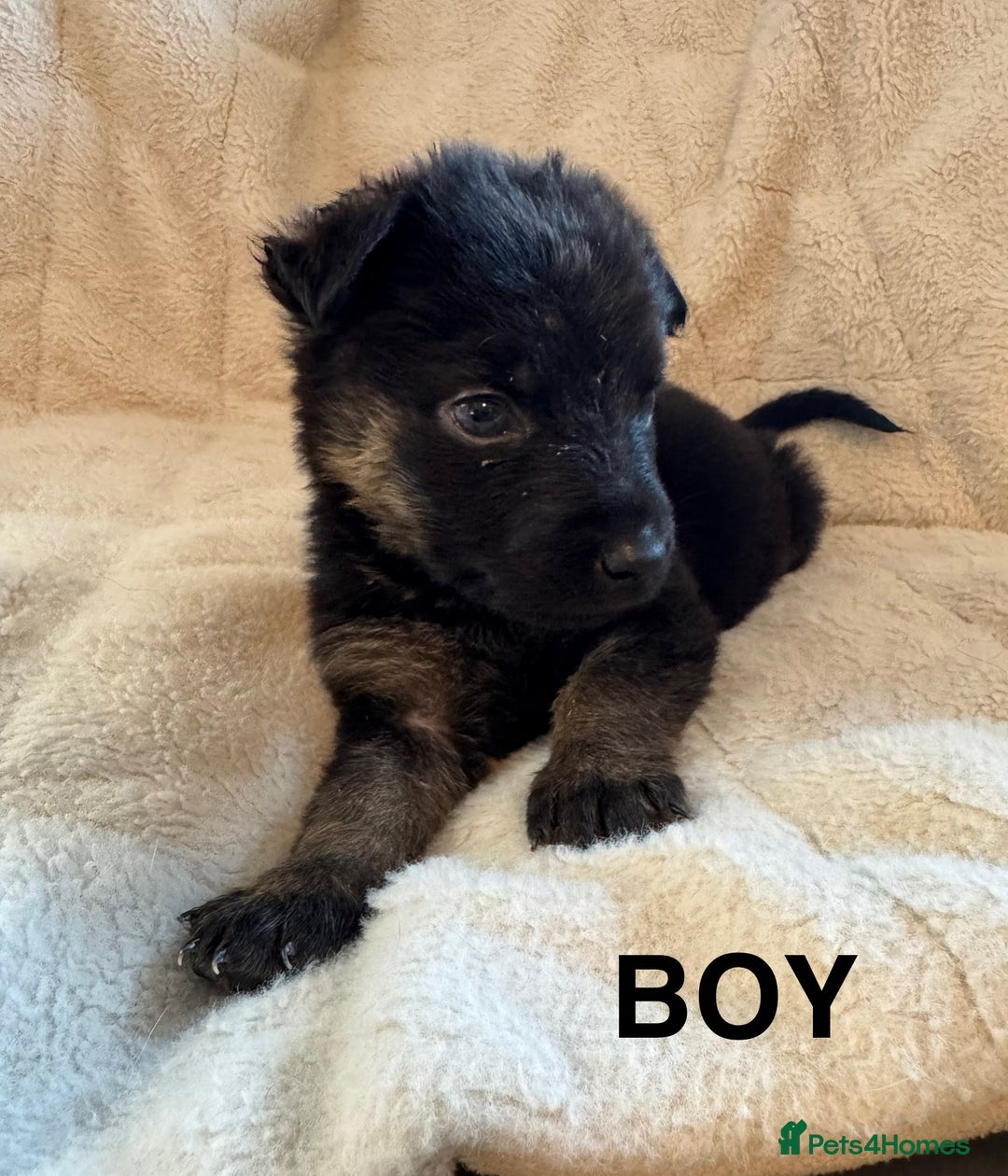 Mixed Breed dogs for sale: Slovakian shepherd x Rottie pups - Image 2