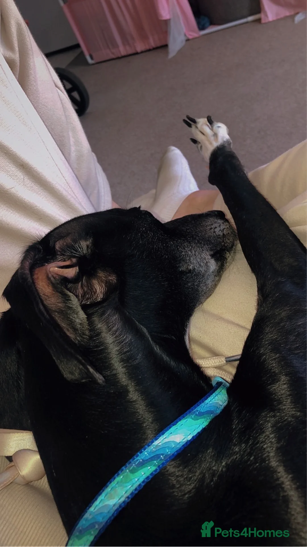 Lurcher dogs for sale: Female lurched  - Advert 3