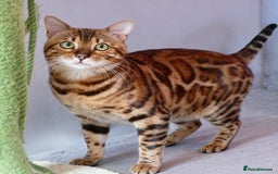 Bengal cats for sale: Beautiful Bengal kittens - Image 8