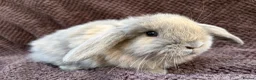 Mini Lop rabbits for sale: READY NOW  - Advert 2