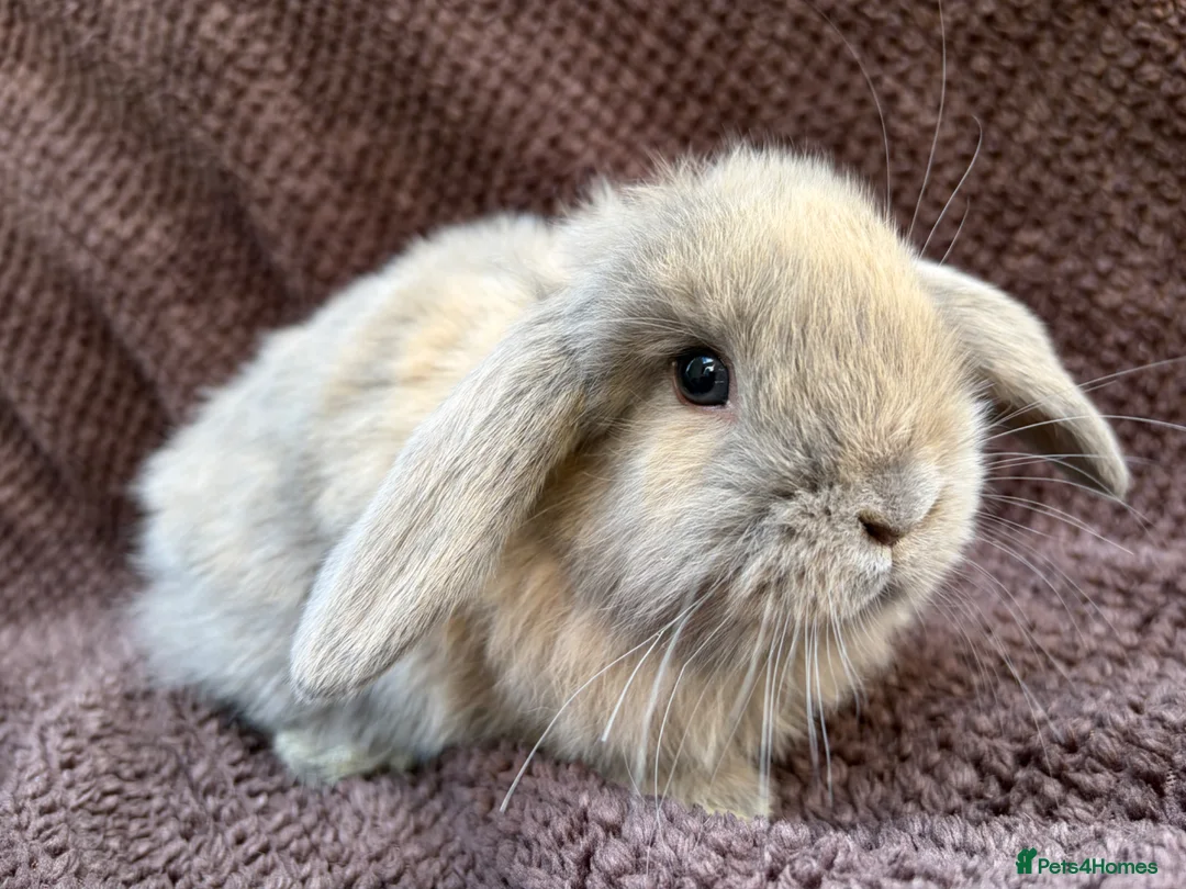 Mini Lop rabbits for sale: READY NOW  - Advert 2