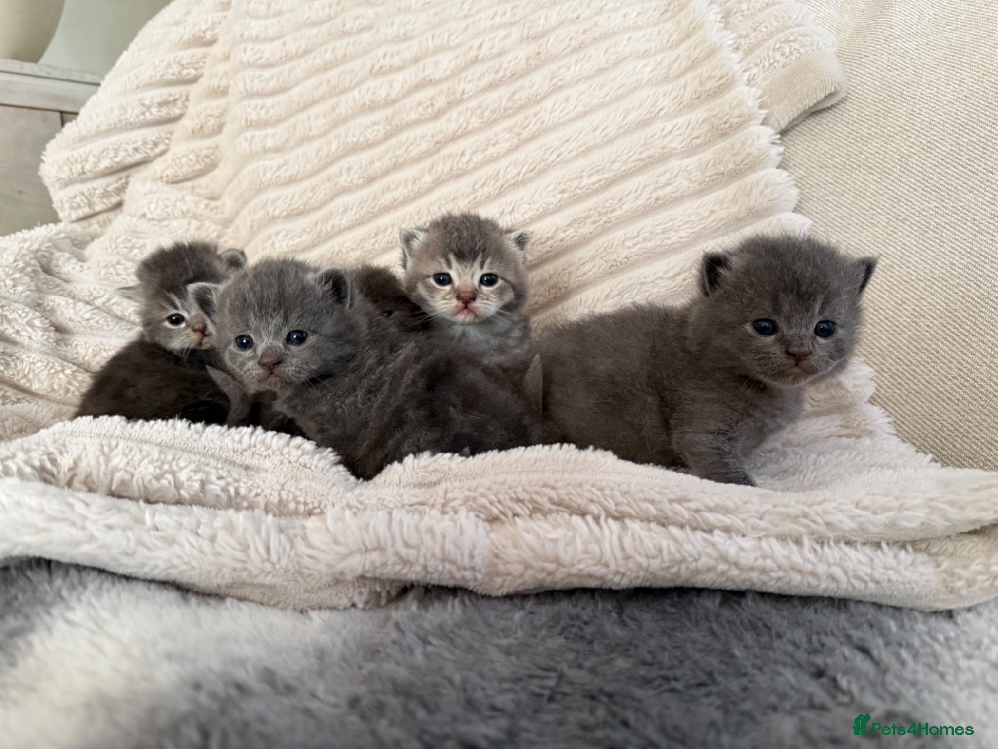 Scottish Fold cats Beautiful blue/grey Scottish fold   - Advert 8
